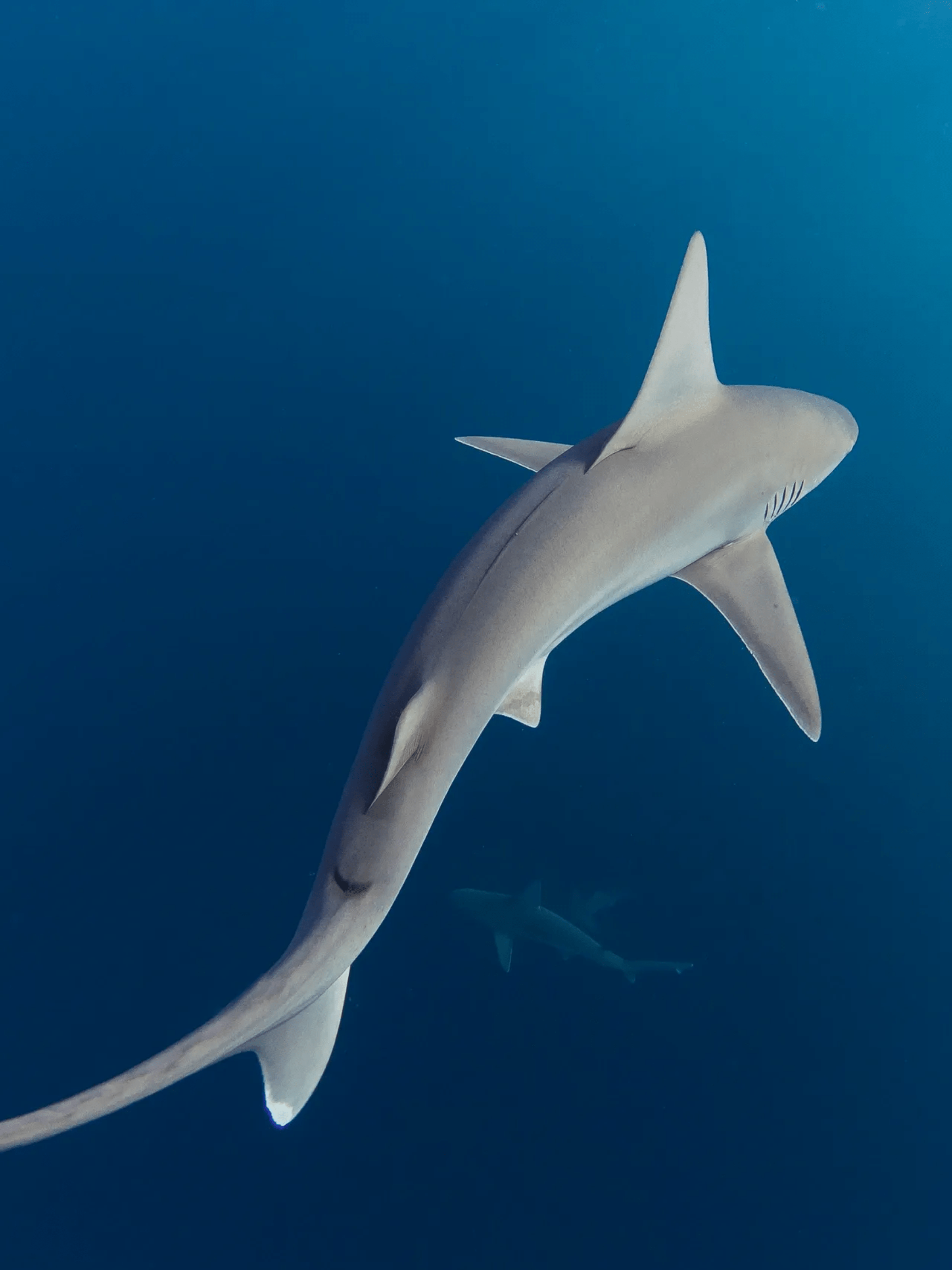 a fish swimming under water