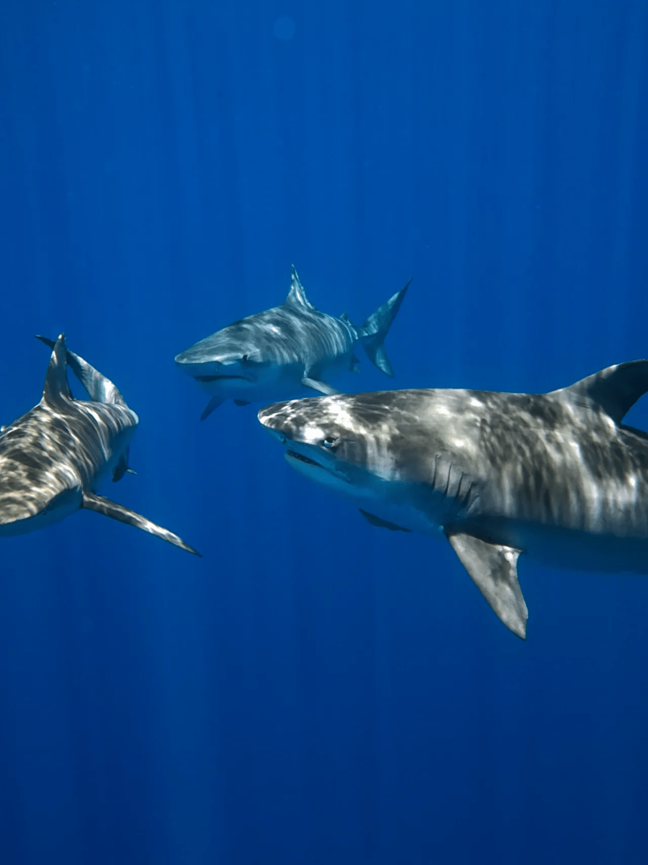 a bird flying in a clear blue sky