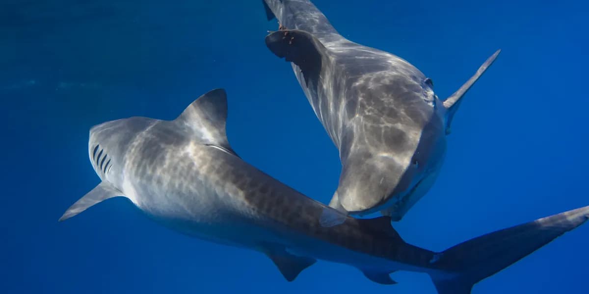 a statue of a bird flying in the blue sky