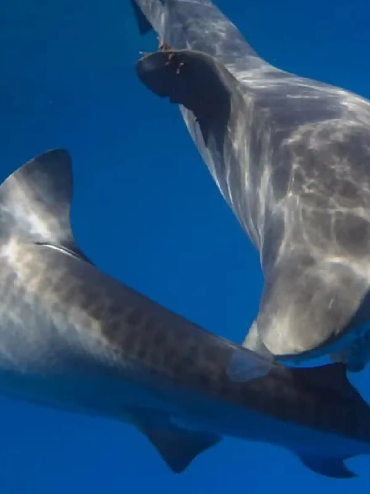 a statue of a bird flying in the blue sky