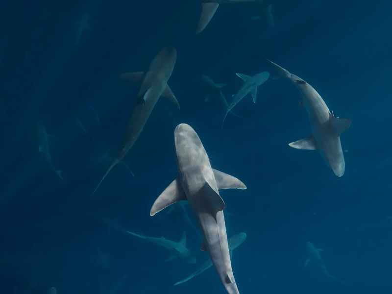 conservation a group of fish in the water