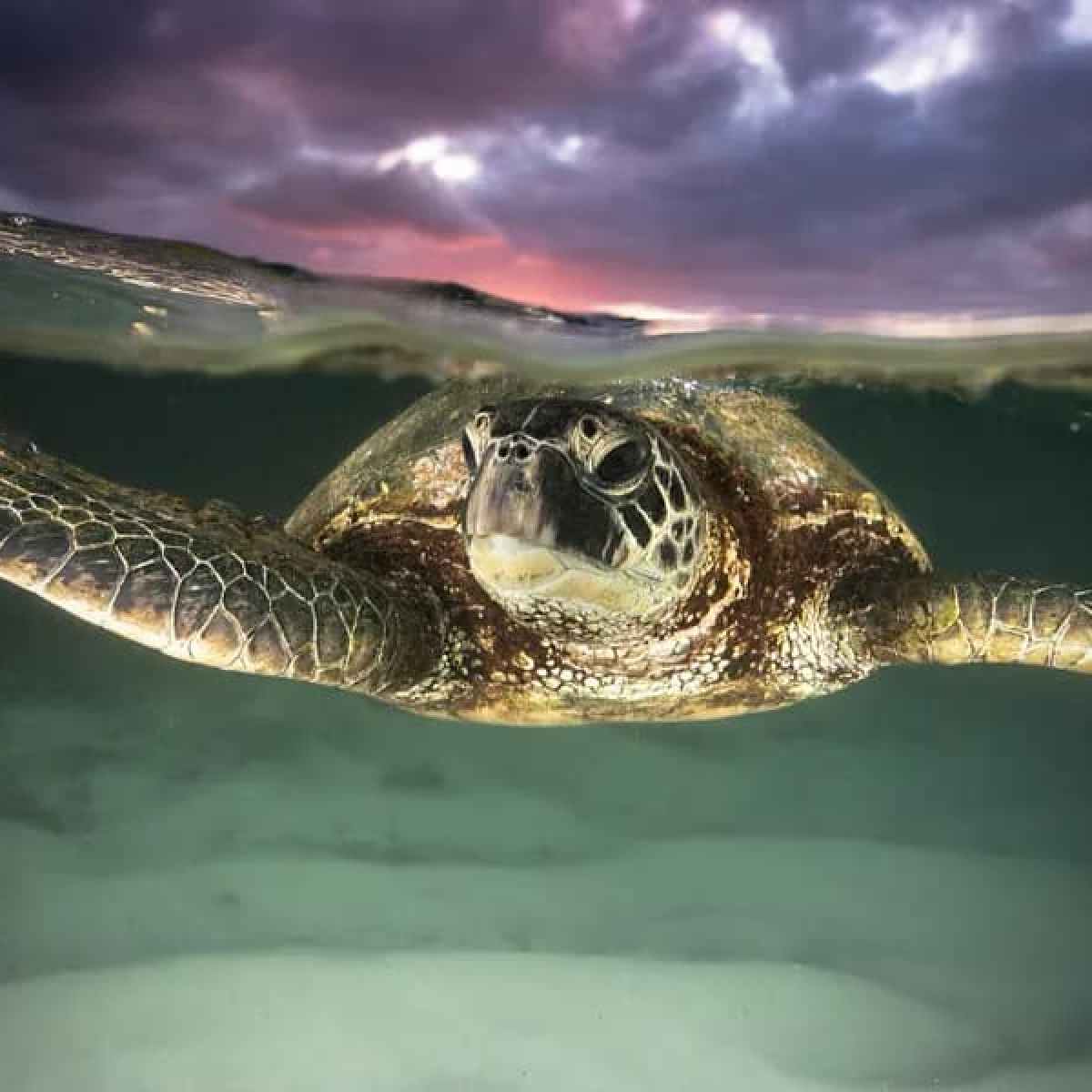 a turtle on a cloudy day