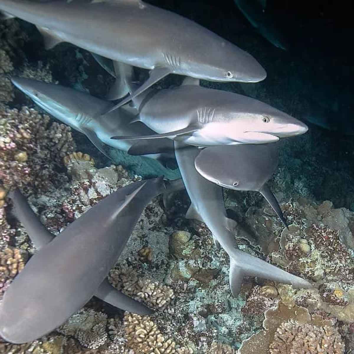 a shark in the middle of a fish