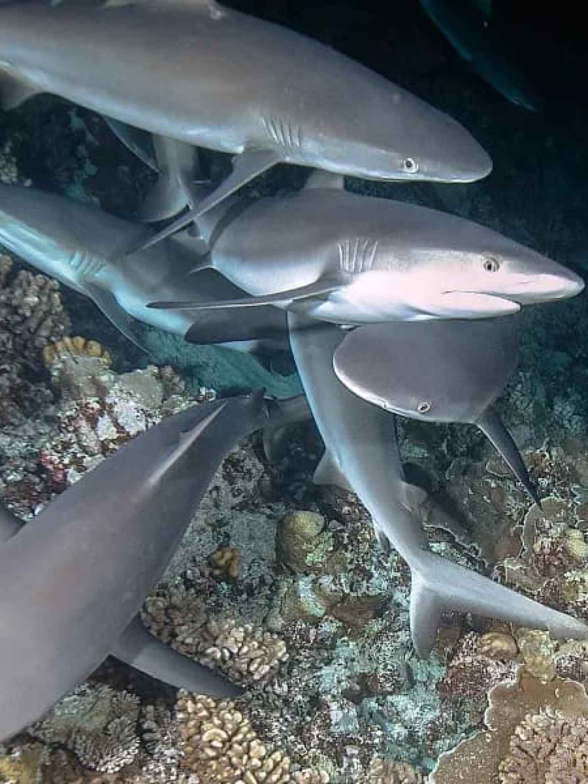 a shark in the middle of a fish