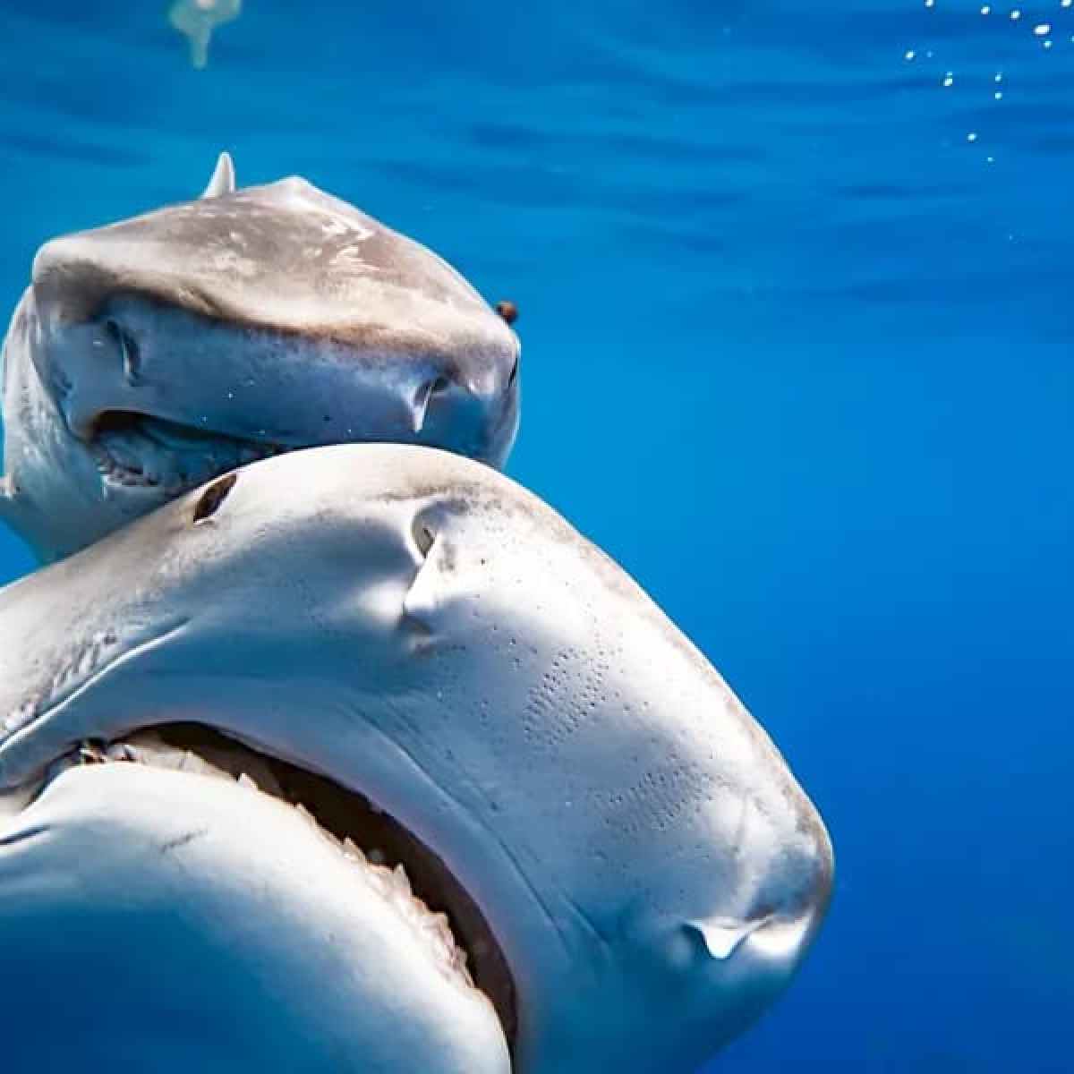 a close up of a fish swimming under water