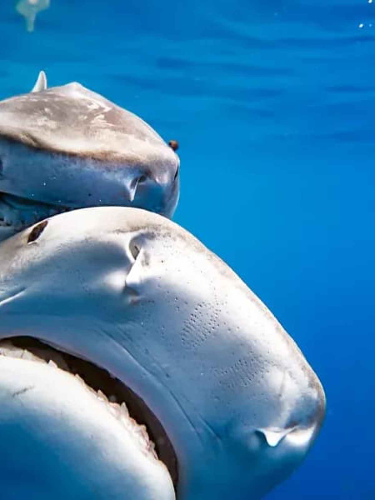 a close up of a fish swimming under water