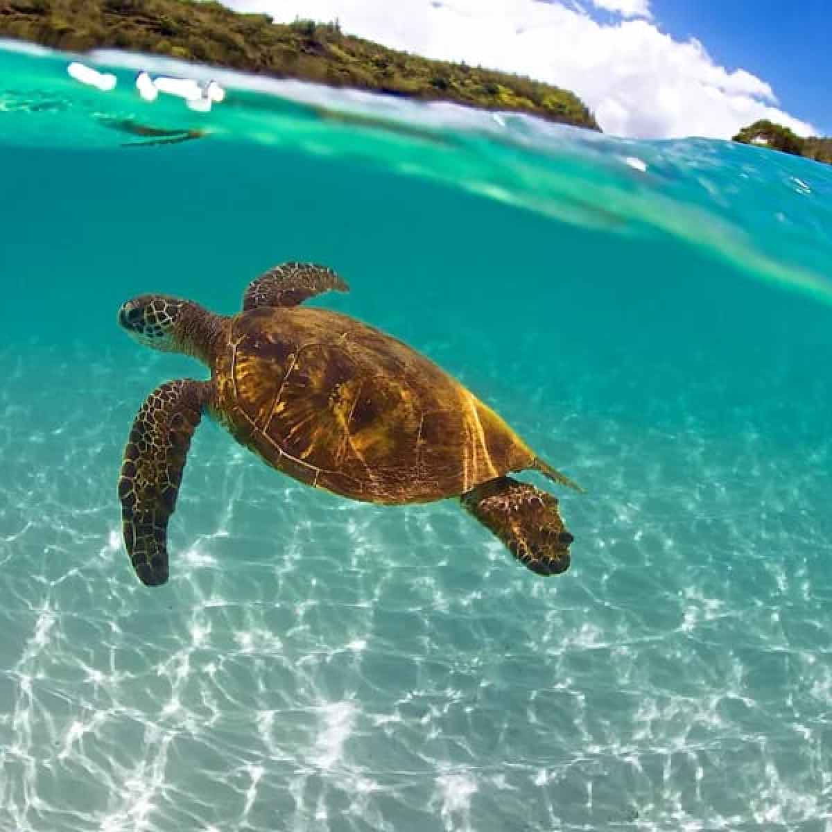a turtle swimming under water