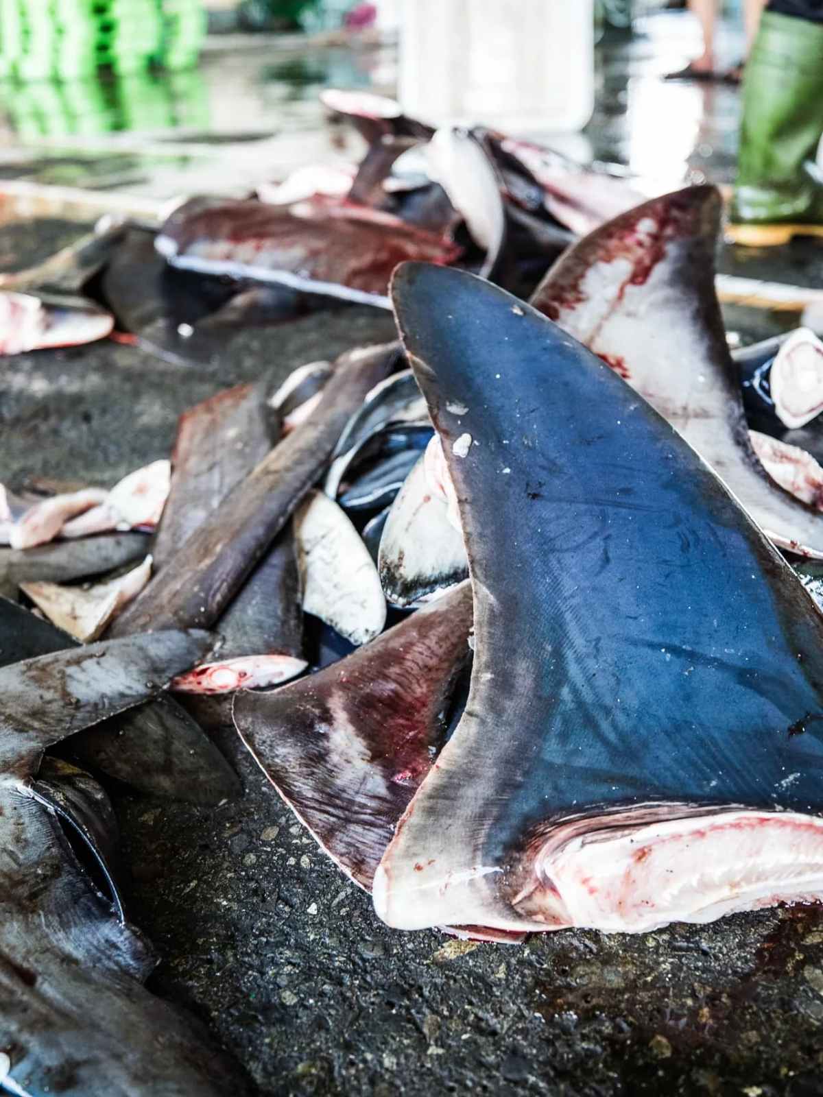 a group of fish in the water