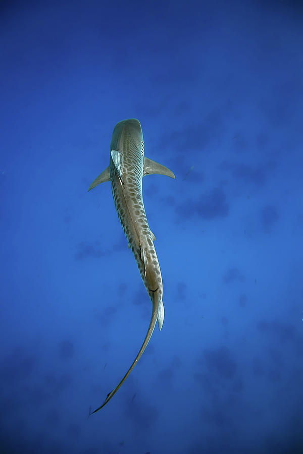 beautiful-tiger-juan-oliphant a fish swimming under water