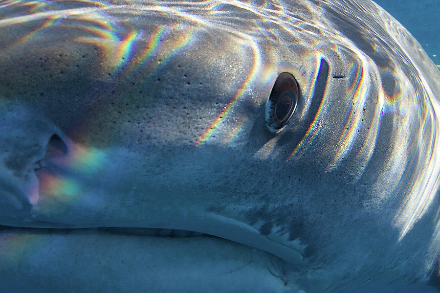 eye-of-the-tiger-juan-oliphant a close up of a fish