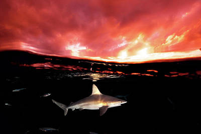hawaiian-sand-bar-sunset-juan-oliphant a fish in a dark cloudy sky