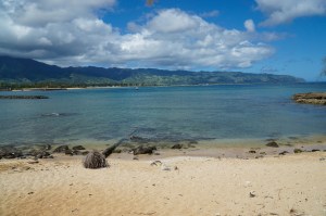 a flock of birds sitting on top of a sandy beach